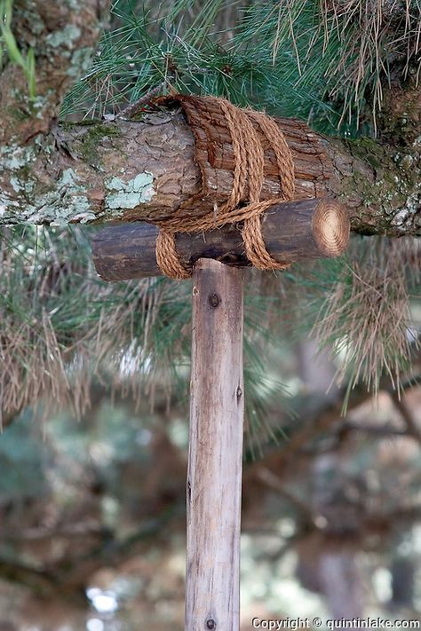 Tree Support Ideas, Pine Tree Branch, Pacific Northwest Garden, Tree Props, Tree Support, Japanese Tree, Nature Projects, Japan Garden, Landscape Maintenance