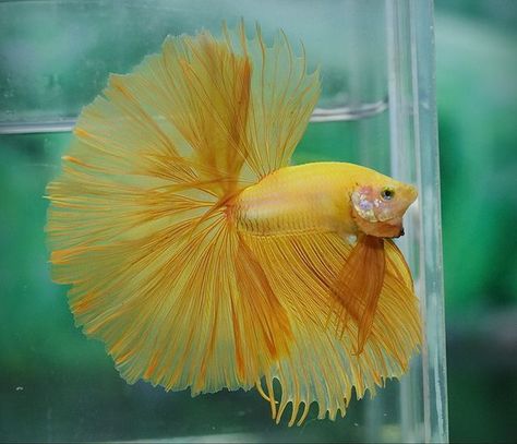 AMARILLO. Yellow Betta Fish, Colourful Fish, Betta Fish Types, Pretty Fish, Beta Fish, Halfmoon Betta, Water Animals, Underwater Creatures, Pet Fish