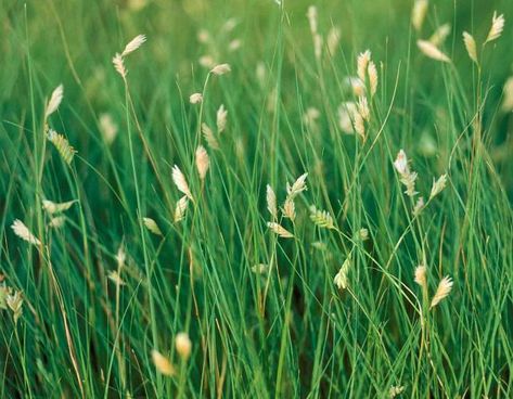 Tallgrass Prairie, Bermuda Grass, Growing Grass, Drought Resistant, Seed Germination, Vascular Plant, Grass Seed, Plant List, Botanical Beauty