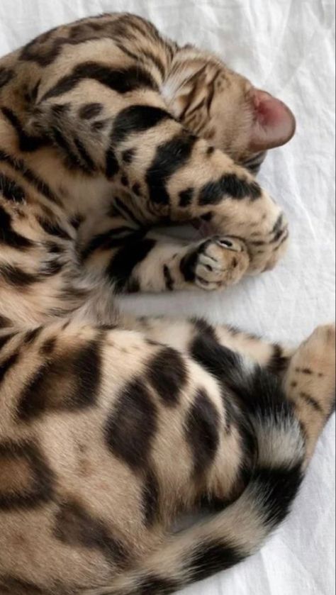 Bengal Cat, A Cat, White, Instagram