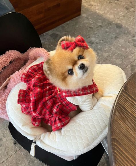 Pomeranian Clothes Outfit, Toy Pom, Toy Breeds, Xmas Outfit, Pomeranian Puppy, Puppy Clothes, Luxury Dog, Baby Puppies, Animal Photo