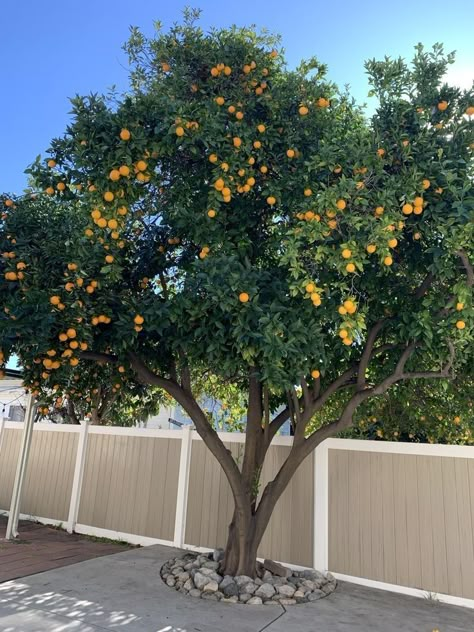 Orange Tree Landscaping, Orange Tree Garden, Orange Tree Backyard, Indoor Orange Tree, Citrus Trees Landscape, Mango Farm, Fruit Trees Backyard, Patio Fruit Trees, Tangerine Tree