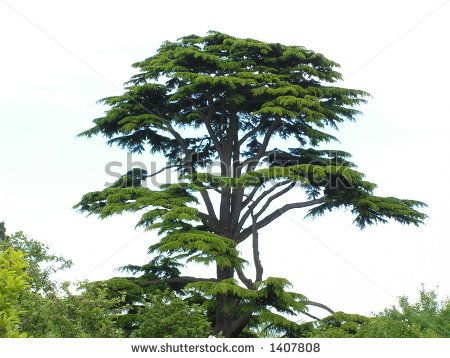 Cedar Tree Cedar Tree Illustration, Alaskan Cedar Trees, Cedar Of Lebanon Trees, Himalayan Cedar Tree, Eastern Red Cedar Tree, Cedar Trees, Grow Strong, Special Features, Palm Trees