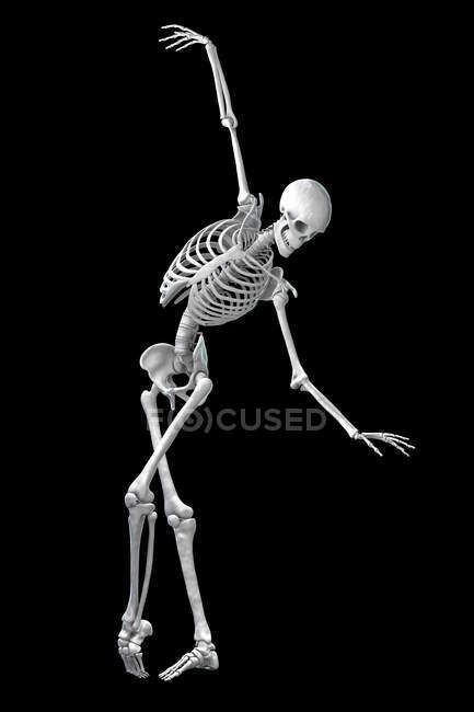 Anatomy of a dancer, computer illustration. A human skeleton in a ballet pose showing skeletal activity in ballet dancing. — bones, Dynamic - Stock Photo | #517247114 Skeleton Arms Reference, Skeleton Refrences, Skeleton Anatomy Reference, Posed Skeleton, Skeleton Gesture, Posing Skeletons, Skeleton Project, Skeleton Reference, Skeleton Poses