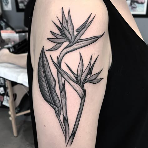 Birds Of Paradise Tattoos, Bird If Paradise Tattoo, Bird Of Paradise Tattoo Design, Birds Of Paradise Tattoo Sleeve, Bird Of Paradise Tattoo Black, Birds Of Paradise Flower Tattoo, Bird Of Paradise Plant Tattoo, Heliconia Tattoo, Paradise Bird Tattoo