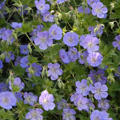 Geranium Rozanne, Cranesbill Geranium, Hardy Geranium, Border Plants, Garden Aesthetic, Butterfly Bush, Patio Landscaping, Ornamental Grasses, Types Of Soil