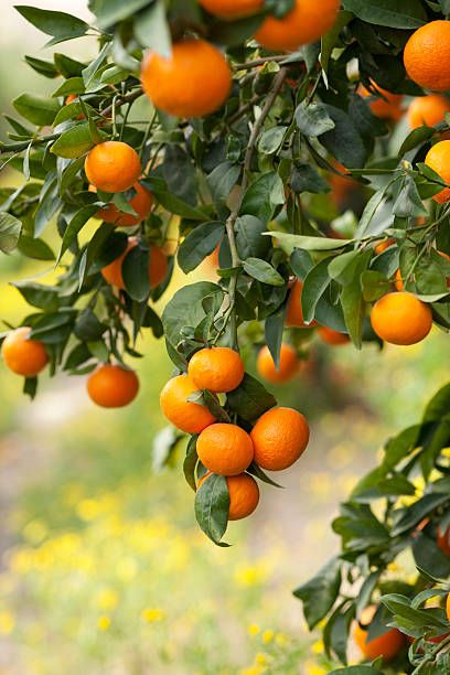 Mandarin Tree, Tattoo Plant, Fleur Orange, Sweet Orange Essential Oil, Citrus Trees, Mediterranean Garden, Oranges And Lemons, Growing Fruit, No Sugar Foods