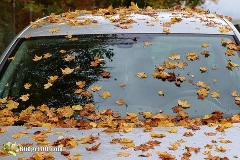 b101 windshield washer fluid Blue Fall Aesthetic, Fall Feels, Seasons Of The Year, Best Seasons, Fall Aesthetic, Autumn Cozy, Autumn Aesthetic, Fall Collection, Hello Autumn