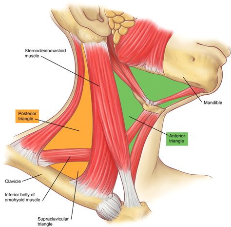 Other Terms: Sternocleidomastoid muscle, Musculus sternocleidomastoideus, Muscle sterno-cléido-mastoïdien The sternocleidomastoid is a ... Anatomy Of The Neck, Neck Muscle Anatomy, Human Muscular System, Muscles Anatomy, Sternocleidomastoid Muscle, Head Muscles, Forward Head Posture Exercises, Muscles Of The Neck, Sports Massage Therapy