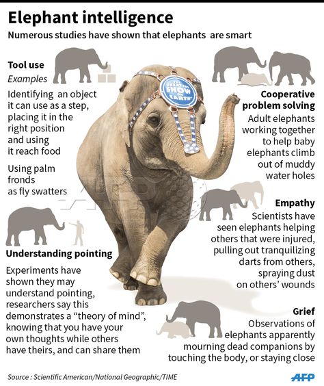 A fact file on elephant intelligence. Contrary to what purists say infographics do not have to justify their existence by strictly visualising data. In practice infographics are a convenient editorial device used for organising and delivering information. This one is basically a series of bullet points, the elephant serving to grab your attention Elephant Symbolism, Animal Facts Interesting, African Wildlife Photography, African Forest Elephant, Elephant Facts, Pig Breeds, Zoo Architecture, Africa Tour, Elephants Photos