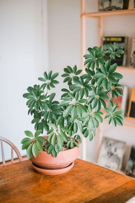 Schefflera is a tropical plant that is commonly grown as a houseplant, even though it doesn't bloom indoors. The larger variety can reach 6 feet tall. Schefflera Plant, Umbrella Plant, Umbrella Tree, Plant Goals, نباتات منزلية, Indoor Plant Care, Plant Decor Indoor, Interior Plants, Plant Aesthetic