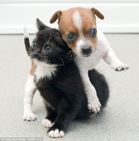 Adorable:  Buttons the abandoned puppy and Kitty the rescued kitten are so close they think they are sisters and live at Battersea Cats and Dogs Home Cute Puppies And Kittens, Sweet Cat, Raining Cats And Dogs, Puppies And Kitties, Animals Friendship, Kittens And Puppies, Cute Cats And Dogs, Jack Russell, Animals Friends