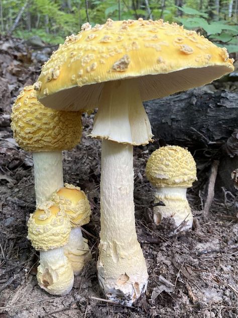 Poisonous Mushrooms, Fungi Art, Mushroom Images, Yellow Mushroom, Nature Witch, Mushroom Pictures, Northern Ontario, Garden Mushrooms, Plant Fungus