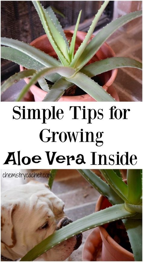 Potted Aloe Vera, Aloe Plant Care, Aloe Vera Plant Indoor, Growing Aloe Vera, Food For Health, Plant Indoor, Succulent Garden Diy, How To Eat Healthy, Aloe Plant