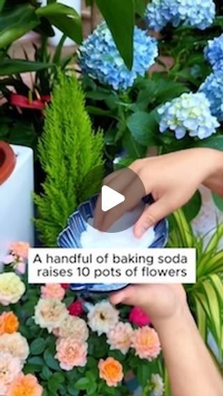 Garden Flowers on Instagram: "3 care tips with baking soda #garden #gardening #plants #planting #planthacks #gardenhacks #gardeningmakemehappy #gardeningtips #gardeningideas #gardeninspiration #gardenlove" Baking Soda For Hydrangeas, Banana Crumble Muffins, Side Gardens, Pest Spray, Flower Remedies, Easy Diy Hacks, Plant Maintenance, Garden Remedies, Flower Remedy