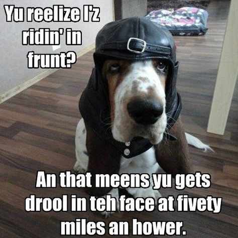 Happy to be His Co-Pilot Baby Basset Hound, Cat Jokes, Funny Dog Photos, Funny Cartoon Pictures, Bassett Hound, Unique Faces, Funny Dog Pictures, Dog Costumes, Retriever Puppy