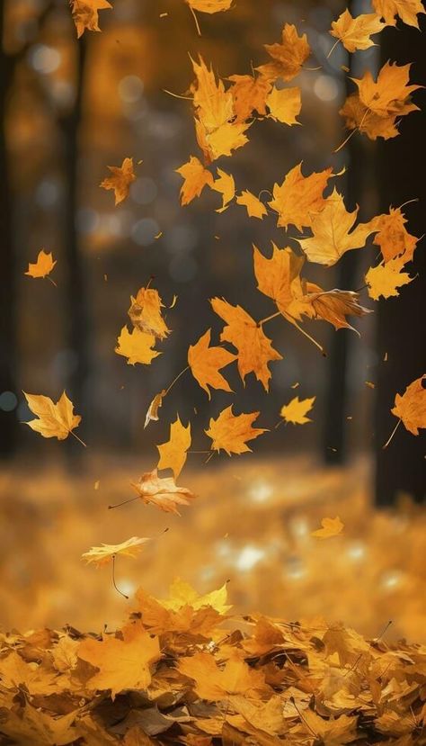 Fall Season Photography Photo Ideas, Fall Leaves Blowing In The Wind, Fall Leaf Photography, Autumn Forest Photography, Leaves Falling Aesthetic, Fall Foliage Aesthetic, Falling Leaves Photography, Falling Leaves Aesthetic, Maple Aesthetic