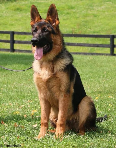 Big Dog Breeds, Pretty Dogs, Best Dog Breeds, Shepherd Dogs, Dog Images, Cute Dogs And Puppies, Shepherd Puppies, German Shepherd Puppies, Charles Spaniel