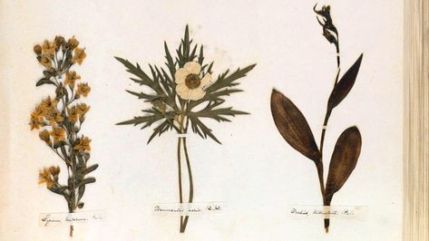 Emily Dickinson Herbarium, Emily Dickinson Flowers, Emily Dickinson Tattoo Ideas, Emily Dickinson Tattoo, Dickinson Tattoo, Alice Hart, Dickinson Poems, Her Poetry, Emily Dickinson Poems