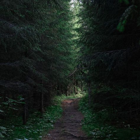 May this path to this green, lush forest soon be filled with abundance. 🌿🍂🍄 #photography #woods #woodland #sweden #movingtosweden #movingtogether #nature #livinginsweden #jamtland #livingabroad #autismabroad #healing #healingjourney Abundance Photography, Sweden Nature, Lush Forest, Forest Path, Prayer Board, Living Abroad, Healing Journey, Lush Green, New Art