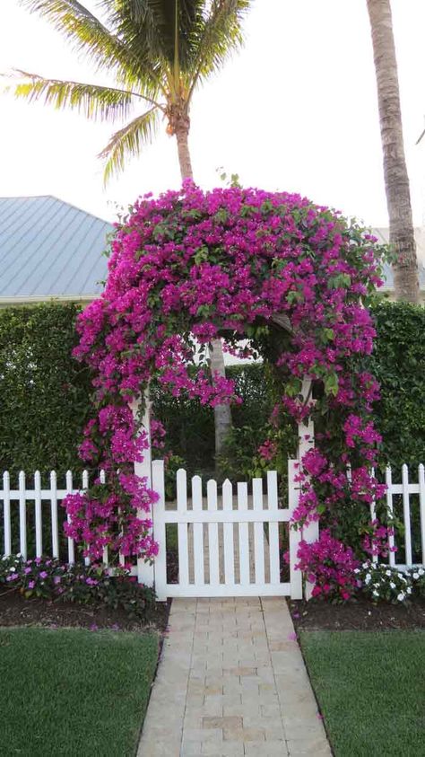 Bougainvillea Fence, Bougainvillea Arch, Bougainvillea Trellis, Jackfruit Tree, Bougainvillea Tree, Wood Fence Design, Landscaping Equipment, Tree Pictures, Trellis Ideas