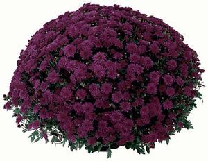 Purple Mum - Chrysanthemum Chrysanthemum Garden, Chrysanthemum Plant, Caring For Mums, Purple Mums, Wreath Stand, Fall Mums, Perennial Vegetables, Chrysanthemum Flower, Bonsai Plants