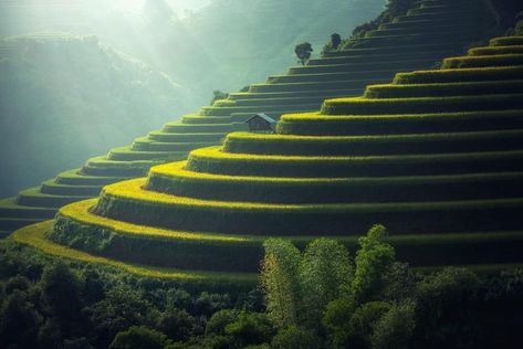 Asian Landscape, Rice Terraces, Composition Photography, Denpasar, Design Hotel, Landscape Pictures, Ubud, Image Hd, Nature Wallpaper