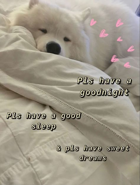 Good Night Love Memes, Cute Memes For Her Goodnight, Cute Animal Goodnight Meme, Goodnight Cute Meme, Good Night Cute Pics, Good Night Meme Cute, Good Night Wholesome, Goodnight Wholesome, Sleep Well Cute