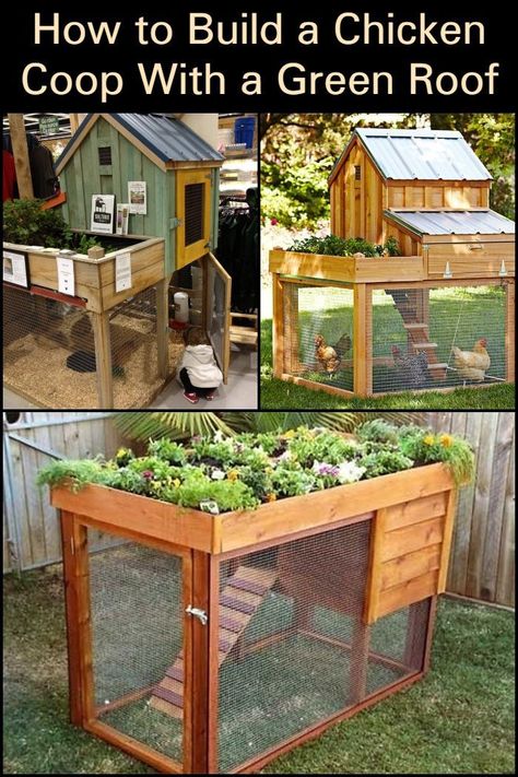 How to Build a Chicken Coop With a Green Roof  Have a chicken coop and planter in one through this fun project. Tiny Chicken Coop Small Spaces, Chicken Coop With Garden On Top, Green Roof Chicken Coop, Diy Chicken Coop For 3 Chickens, Scrap Wood Chicken Coop Diy, Chicken Coop With Cinder Blocks, How To Build A Quail Coop, Diy Wood Chicken Coop, Vertical Chicken Coop