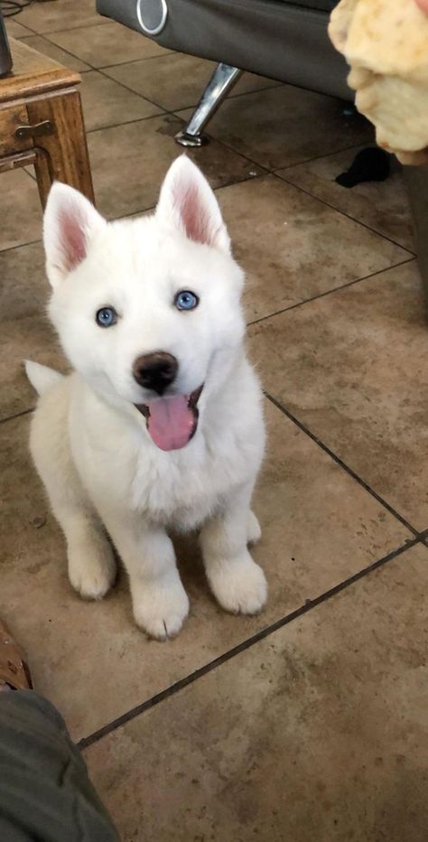 White Husky Puppy, Huskies Puppies, Husky Puppy Training, Haski Dog, Husky White, Baby Husky, Black Husky, Miniature Husky, Puppy Husky