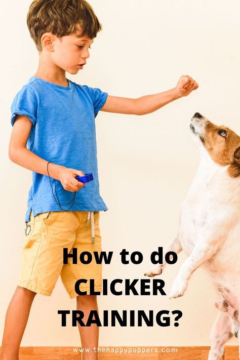 Whether you are a first-time dog guardian or you’ve had dogs before, you must have heard of clicker training at some point. Clicker training is a training method that makes the use of rewards and sounds to train the dog. Can clicker training be effective in training your dog as well? Let’s find out. #dogtraining #clickertraining #training #dogs Clicker Training Puppy, Golden Retriever Training, Dog Clicker Training, Puppy Training Schedule, Training Puppy, Work From Home Careers, Training Dogs, Elderly Dogs, Training Schedule