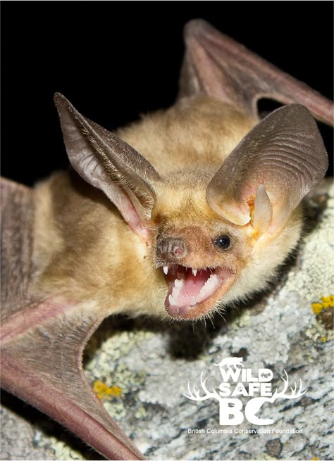 Bats – WildsafeBC Vampire Bat Reference, Bat Therian, Bat Photography, Bat Reference, Bat People, Monster Anatomy, Pigs Farm, Outfits With Scarves, Bat Photos