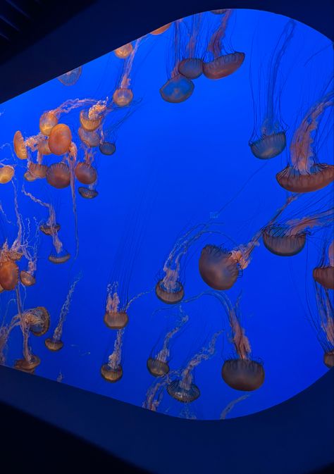 -monterey bay aquarium #jellyfish #montereybayaquarium #aesthetic Monterey Bay Aquarium Aesthetic, Jellyfish Aquarium Aesthetic, Sea Biology, Trip Moodboard, Aquarium Pics, Monterey Aquarium, Aquarium Jellyfish, Vision Board Project, Aquarium Aesthetic