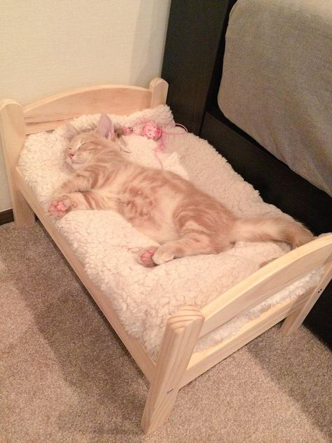 Would you get a tiny bed for your kitten? Ikea Cat Bed, Ikea Cat, Tiny Bed, Katt Grejer, Chat Diy, Kat Diy, Animal Room, Sleepy Cat, Cat Sleeping