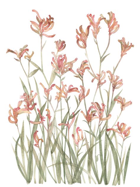 Kangaroo Paw Illustration, Australian Wildflowers Drawing, Kangaroo Paw Painting, Kangaroo Paw Drawing, Kangaroo Paw Plant, Paw Painting, Wildflower Drawing, Plant Sketches, Australian Wildflowers