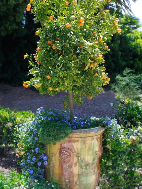 Potted Fig Tree Outdoor, Citrus Tree Indoor, Kumquat Tree, Tattoo Plant, Patio Trees, Garden Urns, Citrus Trees, Potted Trees, Mediterranean Garden