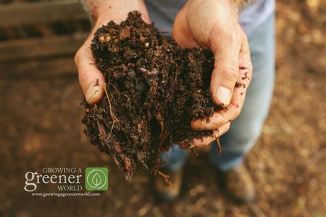 Olivier En Pot, Lahan Pertanian, Making A Compost Bin, Thuja Green Giant, Diy Compost, Growing Grass, Composting At Home, Plant Projects, Green Giant