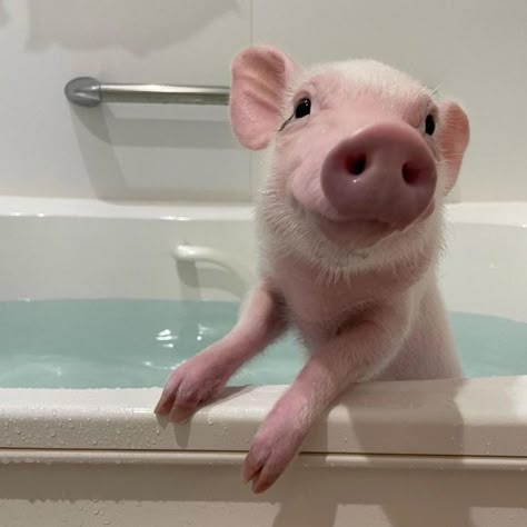 Micro Pig, Pet Pig, Micro Pigs, Pot Belly Pigs, Baby Pig, Small Pigs, Cute Piggy, Random Cute Things