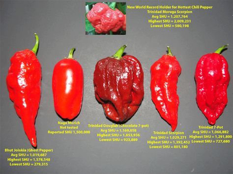 Watch out for the Trinidad Moruga Scorpion.  Hottest pepper in the world! Chili Peppers Decor, Types Of Chili Peppers, Growing Hot Pepper, Trinidad Scorpion, Salt Fish, Chilli Plant, Hot Pepper Seeds, Dried Peppers, Food Infographic