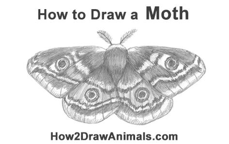 Draw an Emperor Moth Step By Step Moth Drawing, How To Draw A Moth Step By Step, Moth Video, Emperor Moth, Moth Drawing, Life Sketch, How To Draw Steps, Moon Moth, Person Drawing