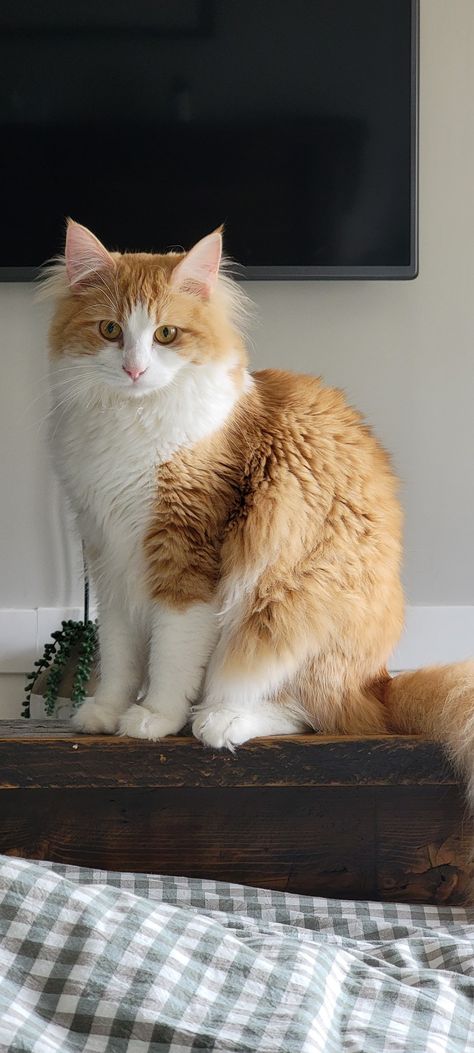 Orange & White. Orange Norwegian Forest Cat, Norwegian Forest Cat Orange, Cat Orange, Norwegian Forest, Forest Cat, Norwegian Forest Cat, Orange White, Forest, Orange