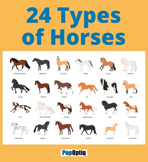 Chart of the 24 different types of horses Horse Terminology, Types Of Horses Breeds Chart, Western Horse Names List, Common Horse Breeds, Horse Knowledge Poster, Percheron Horses, Pull Wagon, Fjord Horse, Akhal Teke Horses