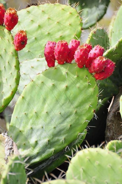 Bunny Ear Cactus, Cactus Fruit, Fruit Growing, Morocco Aesthetic, Doll Customs, Cactus Pictures, Cactus Watercolor, Photography Board, Fruits Photos