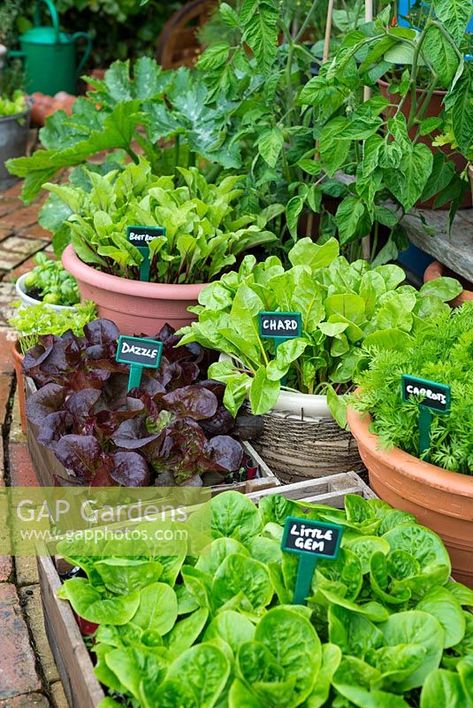 Small garden courtyard area with container grown vegetables and salad crops with labels Small Container Vegetable Garden, Salad Garden Container, Small Garden Courtyard, Salad Container Garden, Potted Vegetable Garden, Balcony Vegetable Garden, Container Vegetable Garden, Salad Garden, Gemüseanbau In Kübeln