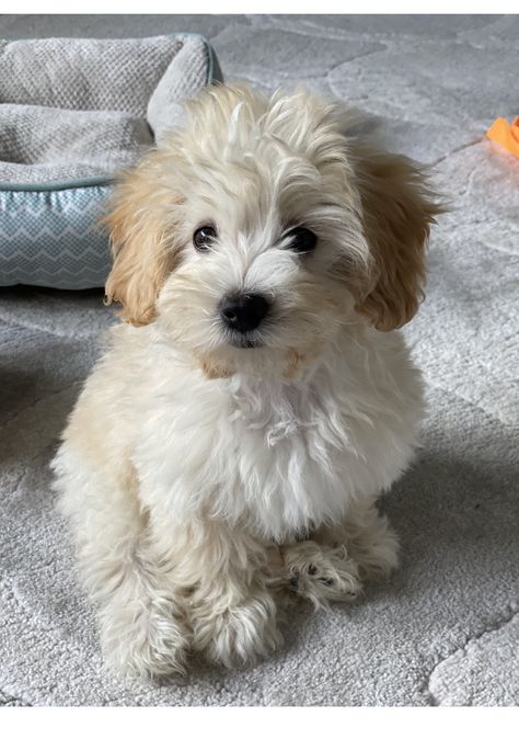 White Cockapoo, Poodle Mix Breeds, Poodle Mix, Puppy Dogs, Mixed Breed, Little Dogs, Dog Life, Puppy Love, Mom And Dad