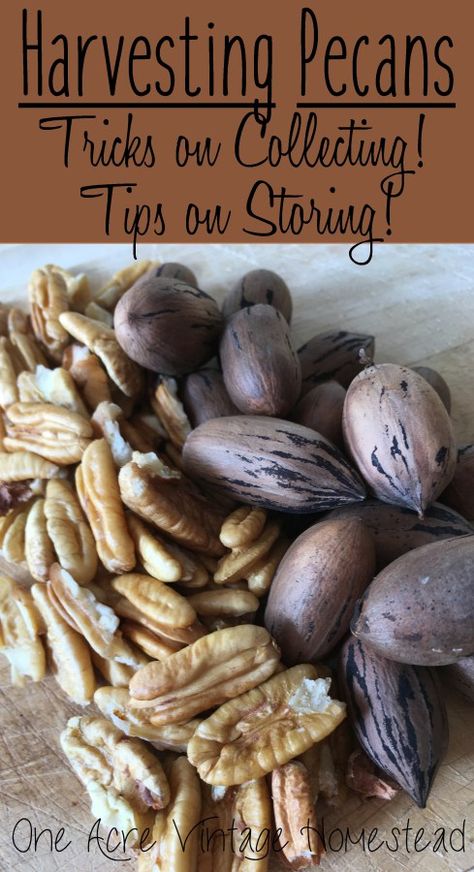 The best tips and tricks on harvesting, collecting, and storing fresh pecans. Pecan Farming, Harvesting Pecans, Growing Hacks, Underground Greenhouse, Pecan Trees, Pecan Sauce, Gutter Garden, Pecan Tree, Nut Trees