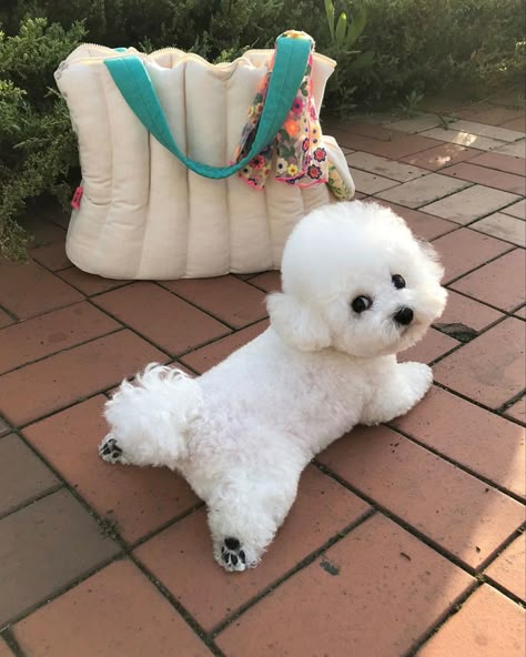 Bichon Dog, Bichon Frise Puppy, Bichon Frise Dogs, Cutest Dogs, 강아지 그림, Really Cute Dogs, Cute Little Puppies, White Dog