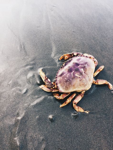 Underwater Life, Crustaceans, Ocean Creatures, In The Ocean, Sea And Ocean, Ocean Life, Nautilus, Sea Animals, Ocean Beach