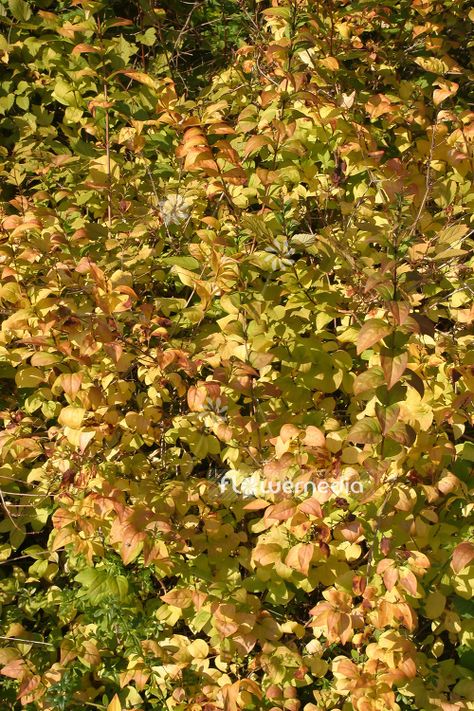 Abeliophyllum distichum - White Forsythia (102153) - flowermedia Abeliophyllum Distichum, White Forsythia, Scientific Name, Garden Photography, Picture Library, Flower Photos, Early Spring, Flower Pictures, Fairy Tale