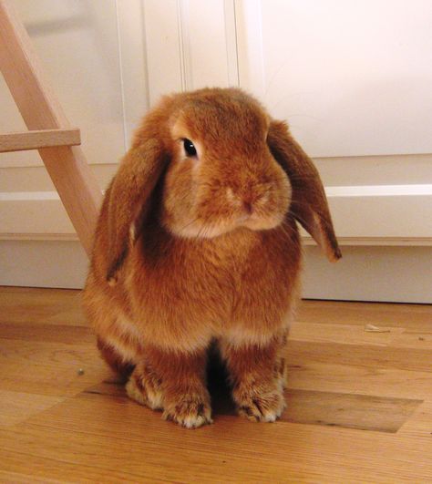 Calico Rabbit, Ginger Rabbit, French Lop Rabbit, Dr Pets, Ashley Core, Orange Rabbit, French Lop, Orange Bunny, Golden Bunny